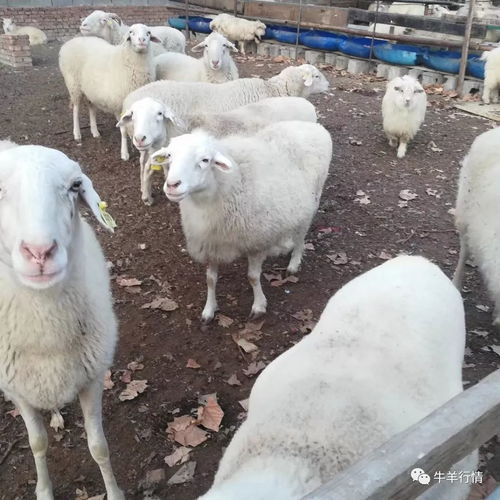 母羊產(chǎn)前產(chǎn)后的注意事項,母羊產(chǎn)羔注意事項,母羊產(chǎn)后注意事項