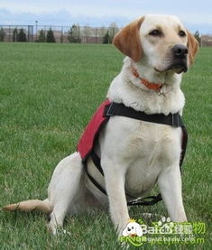 養(yǎng)兩個(gè)月的拉布拉多幼犬注意事項(xiàng),養(yǎng)拉布拉多幼犬的注意事項(xiàng),拉布拉多幼犬洗澡注意事項(xiàng)