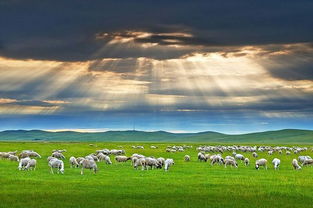 到草原旅游的注意事項