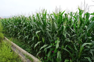 玉米施肥注意事項