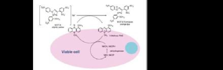 顯微,測量,注意事項,細胞