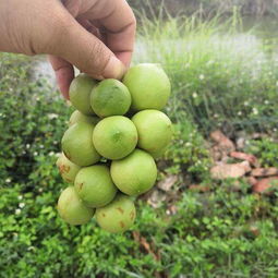 長(zhǎng)途運(yùn)輸堅(jiān)果樹(shù)苗注意事項(xiàng)