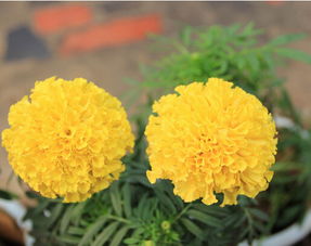 繁殖,牡丹,注意事項,方法