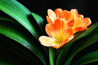 君子蘭,栽培,注意事項