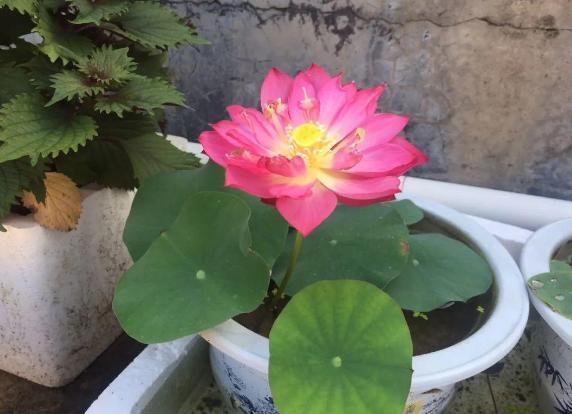 養(yǎng)碗蓮要注意事項(xiàng)