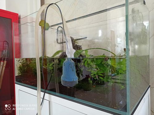 收納箱養(yǎng)魚注意事項(xiàng)