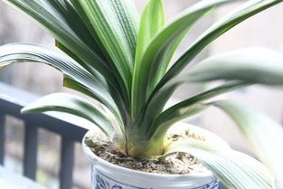 君子蘭的澆水方法和注意事項,君子蘭冬天澆水注意事項,用腐葉土種君子蘭澆水注意事項