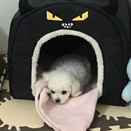 小狗細小和冠狀同時感染,小狗得了細小和冠狀能好嗎,兩個月的小狗細小和冠狀能治好嗎