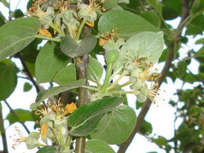 蘋(píng)果花期打藥注意事項(xiàng)