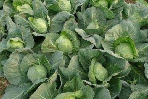 傳菜流程及注意事項(xiàng),分菜的方法和注意事項(xiàng),傳菜注意事項(xiàng)培訓(xùn)