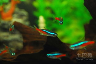 霓虹燈,注意事項