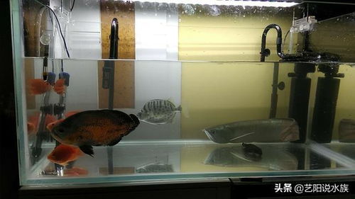 裸缸養(yǎng)魚注意事項