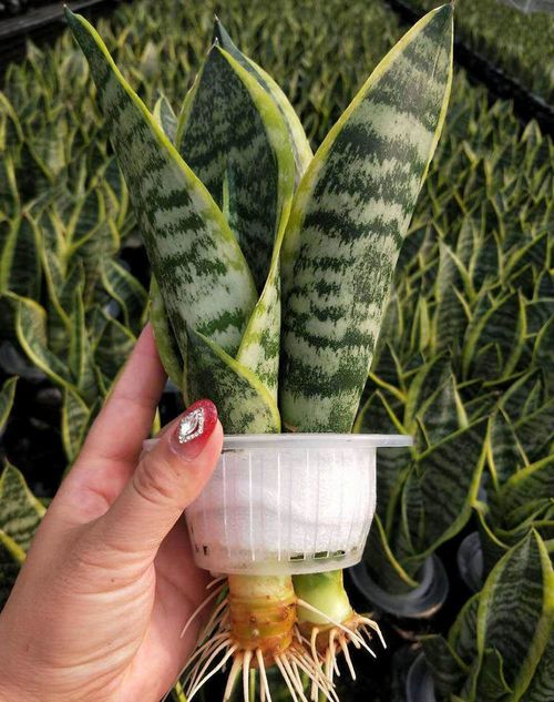 水培,養(yǎng)殖,注意事項(xiàng),方法