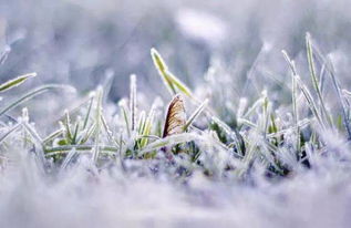 注意事項,滴蟲病