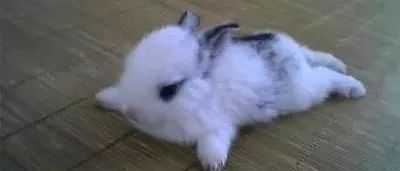 家兔呼吸運動的調(diào)節(jié)注意事項