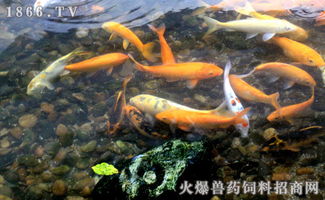 家里養(yǎng)鯽魚注意事項,魚缸養(yǎng)紅鯽魚注意事項,釣鯽魚注意事項