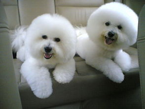 比熊冠狀病毒注意事項(xiàng)