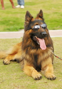 選德國(guó)牧羊犬注意事項(xiàng)