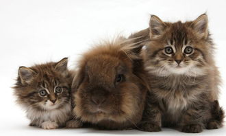 貓咪,搬家,注意事項(xiàng)