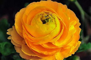 菊葉牡丹繁殖方法和注意事項