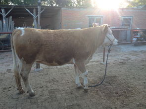 挑選牛犢注意事項(xiàng)