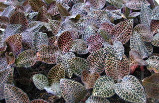 注意事項,管理,技術(shù),金線蓮