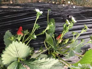 澆水,草莓,注意事項