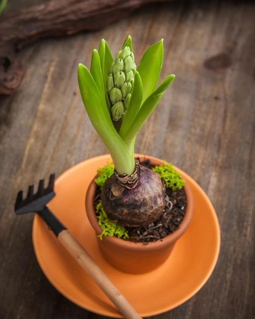 五彩芋的養(yǎng)殖方法和注意事項(xiàng),霸王芋的養(yǎng)殖方法和注意事項(xiàng),彩芋的養(yǎng)殖方法和注意事項(xiàng)