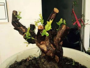 金豆下山樁種植注意事項(xiàng),臘梅下山樁種植注意事項(xiàng),樸樹(shù)下山樁怎么栽成活率高