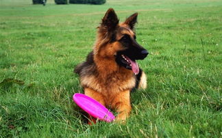 注意事項,飲食,德牧