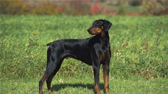 養(yǎng)小杜賓注意事項