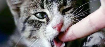 被貓抓傷飲食注意事項(xiàng),被貓抓傷后注意事項(xiàng),被貓抓傷出血注意事項(xiàng)