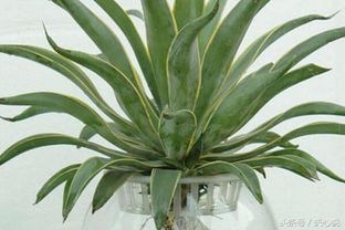 水培虎尾蘭的養(yǎng)殖方法和注意事項(xiàng)