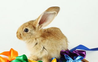 長(zhǎng)途,兔子,注意事項(xiàng),運(yùn)輸