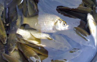 釣鯽魚注意事項,野釣鯽魚注意事項,解剖鯽魚的注意事項