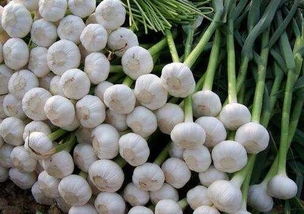 大蒜后期要不要澆水,大蒜喂雞注意事項(xiàng),大蒜種植過程中的后期管理注意事項(xiàng)