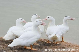 圈養(yǎng),注意事項