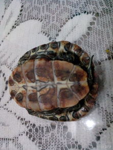 家里養(yǎng)小烏龜?shù)淖⒁馐马?xiàng),如何養(yǎng)小烏龜及注意事項(xiàng),新手養(yǎng)小烏龜注意事項(xiàng)