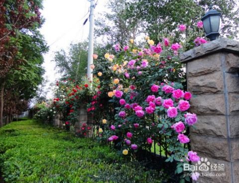 紅薯藤種植方法和注意事項(xiàng),飄香藤的種植方法和注意事項(xiàng),爬藤薔薇種植方法和注意事項(xiàng)
