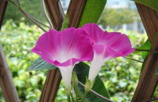 牽?；?養(yǎng)殖,注意事項(xiàng),方法