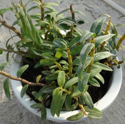 撒施肥料注意事項(xiàng)