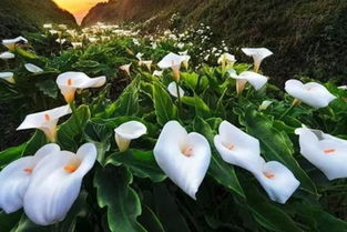 水養(yǎng)馬蹄蓮的養(yǎng)殖方法和注意事項