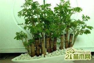 養(yǎng)殖,注意事項,福祿,方法