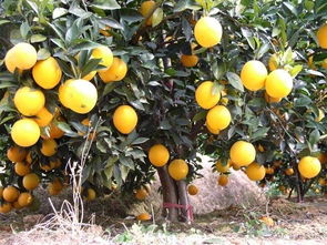 收贛南臍橙要注意事項(xiàng)