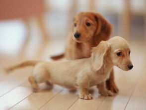 懷孕后養(yǎng)寵物注意事項