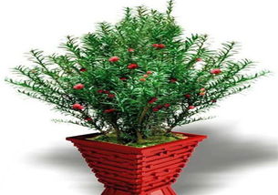 室內養(yǎng)紅豆杉養(yǎng)殖方法和注意事項