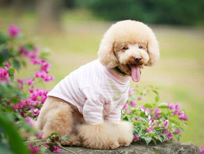 貴賓,注意事項(xiàng),生產(chǎn)