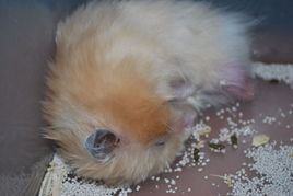 潮濕天氣養(yǎng)倉鼠的注意事項(xiàng)