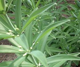 黃精種植注意事項黃精的栽培