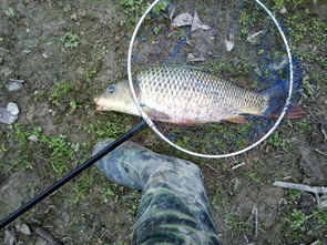 注意事項(xiàng),藍(lán)鯽拉餌